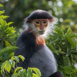 Marble Mountains + Monkey Mountains